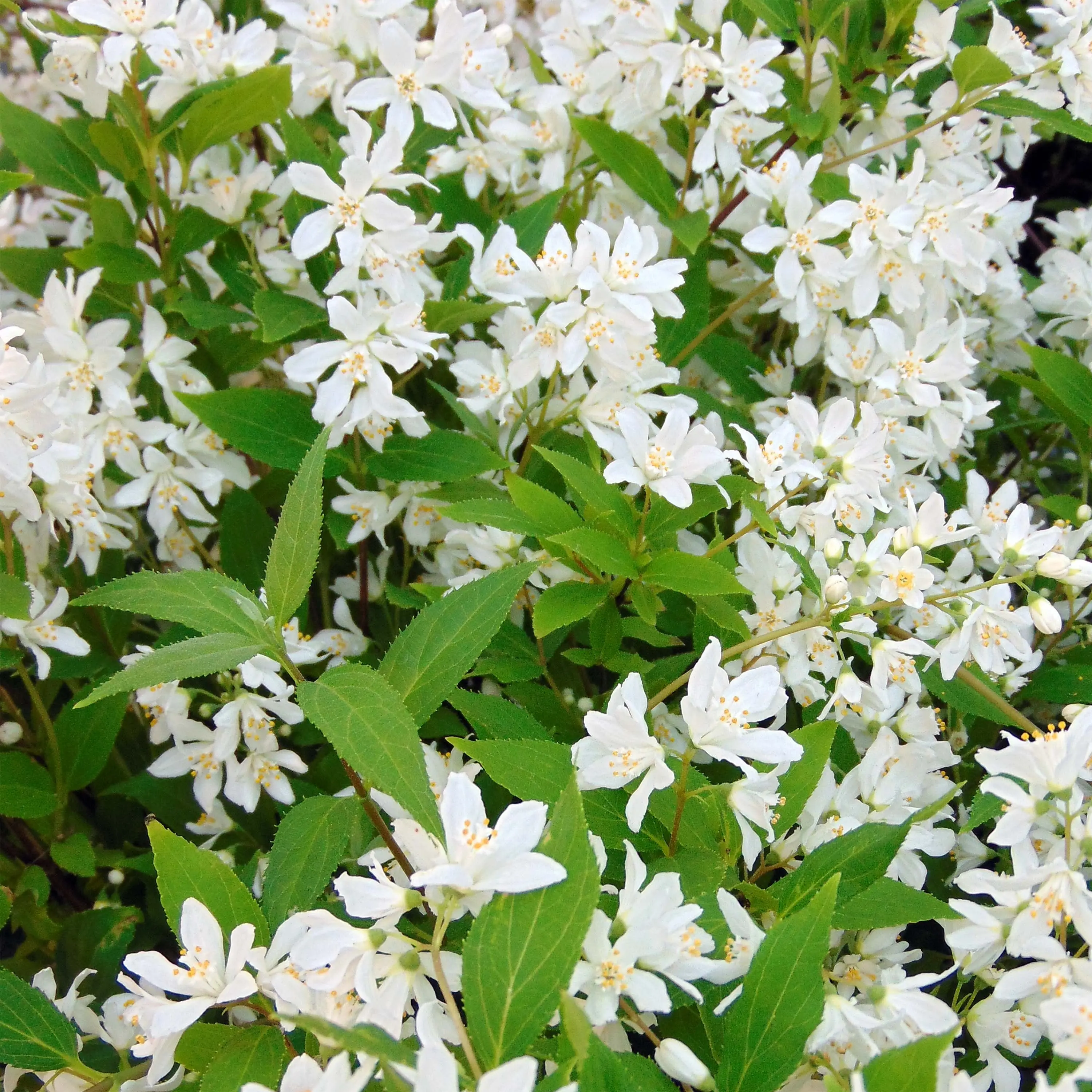 Deutzia Yuki Snowflake – Deutzie Pot de 7,5L/10L