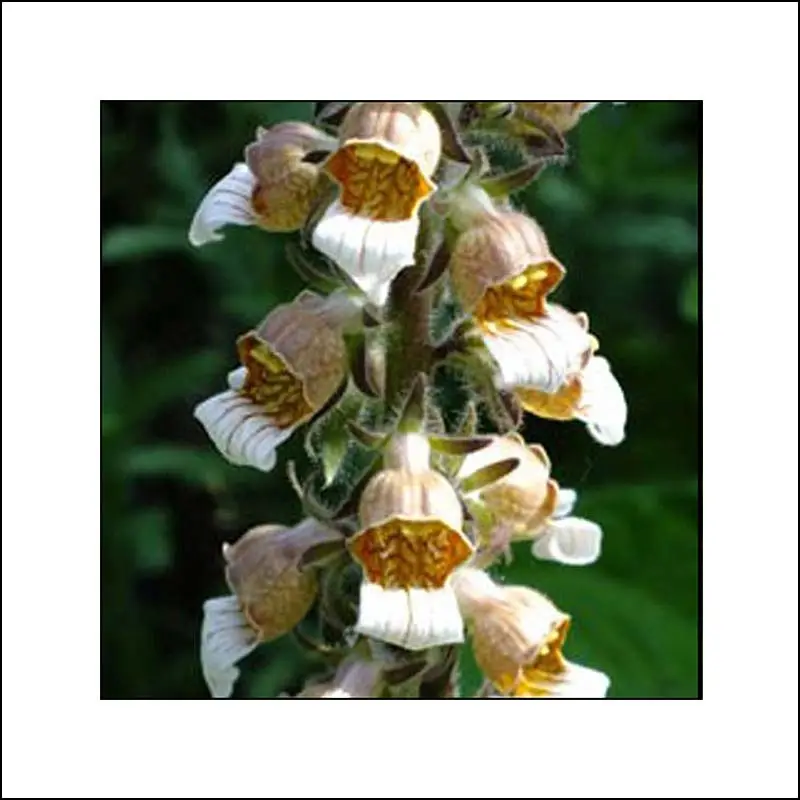 Digitale laineuse Café Crème – Digitalis lanata Godet de 8/9 cm