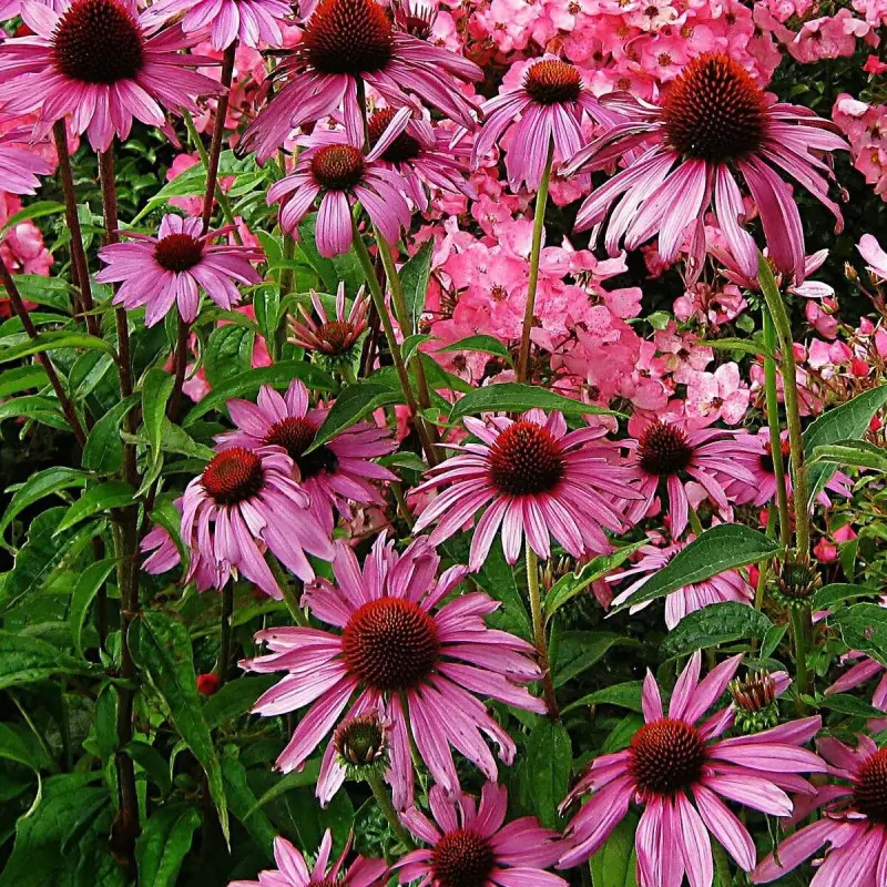 Échinacée purpurea Fatal Attraction® à fleurs Rose – feuillage Caduc – Godet – 5/20 cm- hauteur à maturité De 0,15 m à 0,50 m