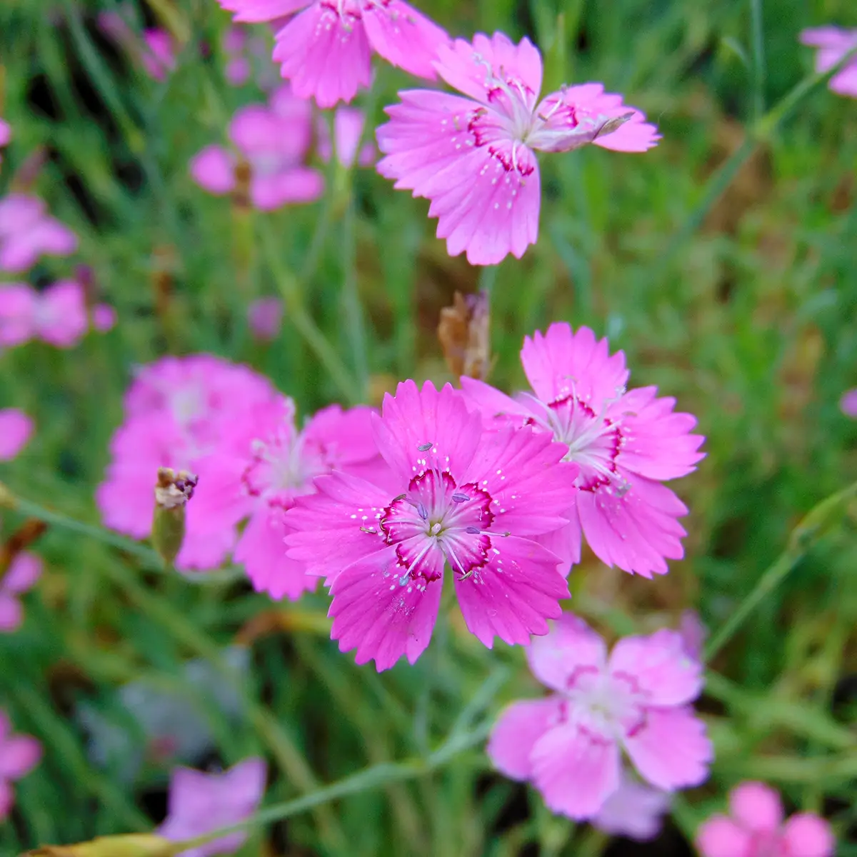 Dianthus deltoides Rosea – Oeillet des landes Godet de 8/9 cm