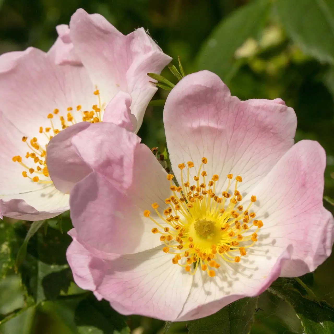 Églantier – Rosa canina Petites Racines nues