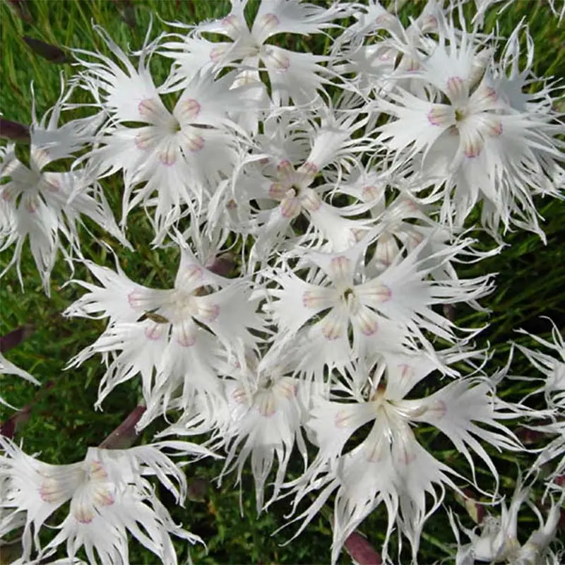 Dianthus arenarius – Oeillet des sables Godet de 8/9 cm