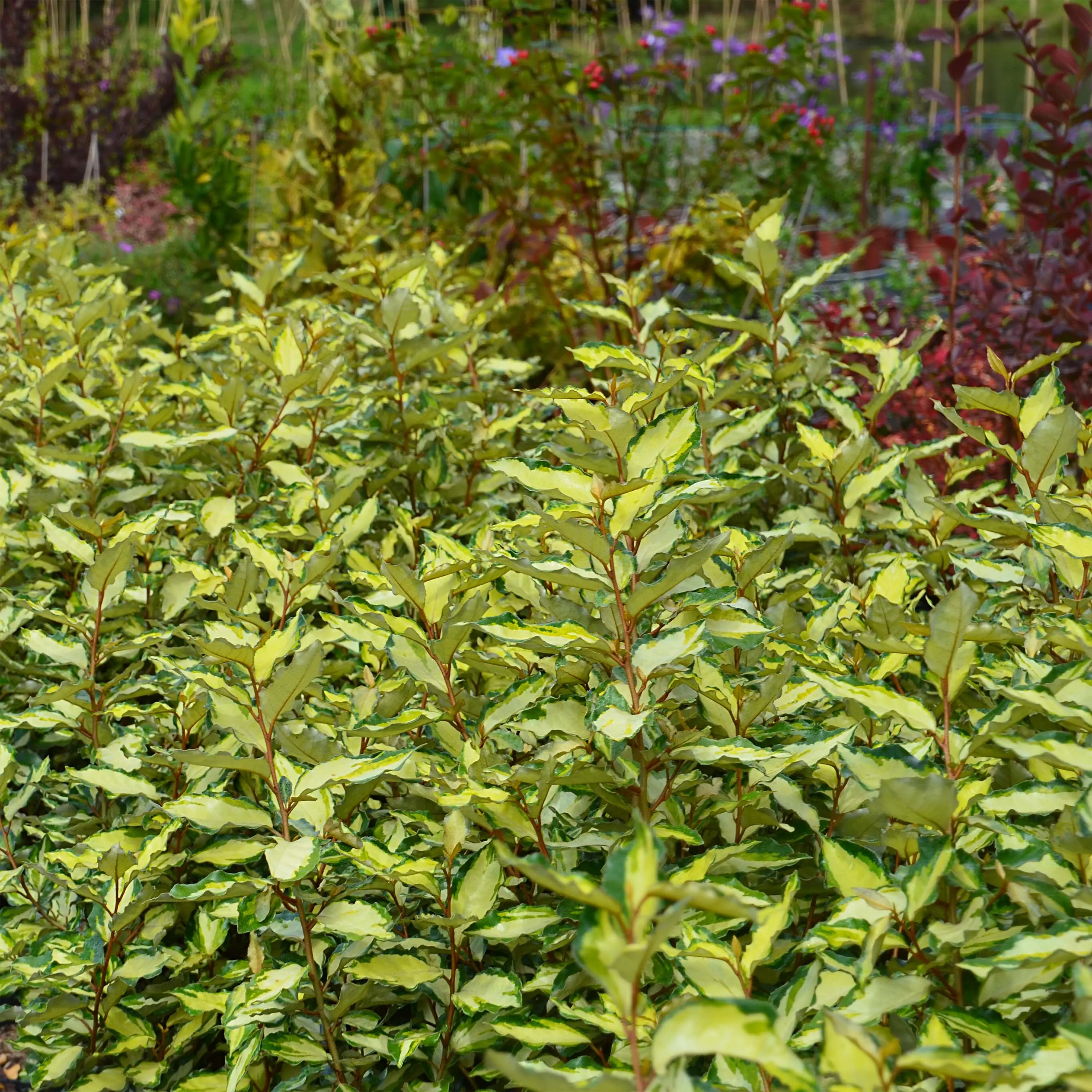 Elaeagnus ebbingei Maryline (abrela) – Chalef panaché Pot de 2L/3L