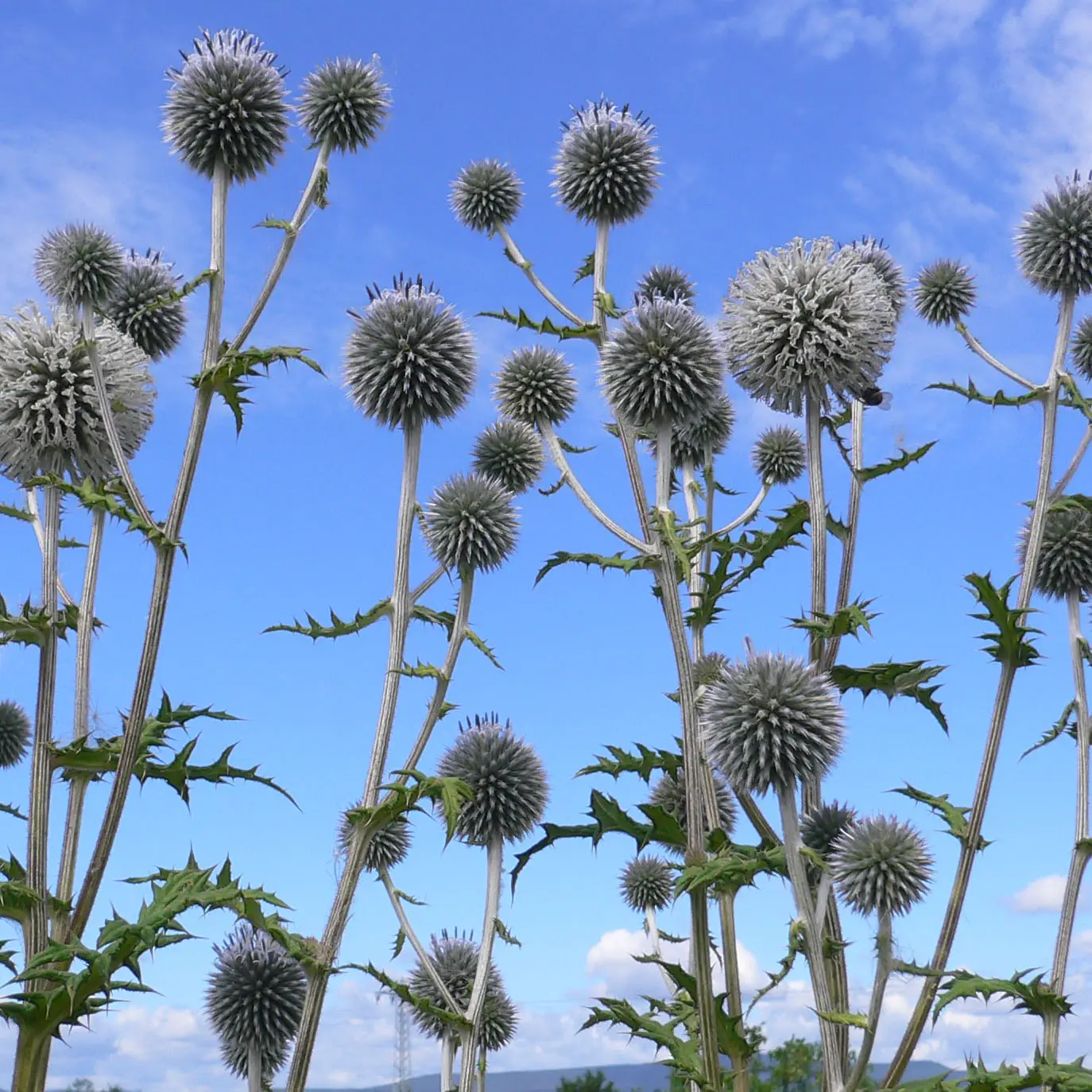 Echinops bannaticus Blue Globe – Boule azurée Godet de 8/9 cm