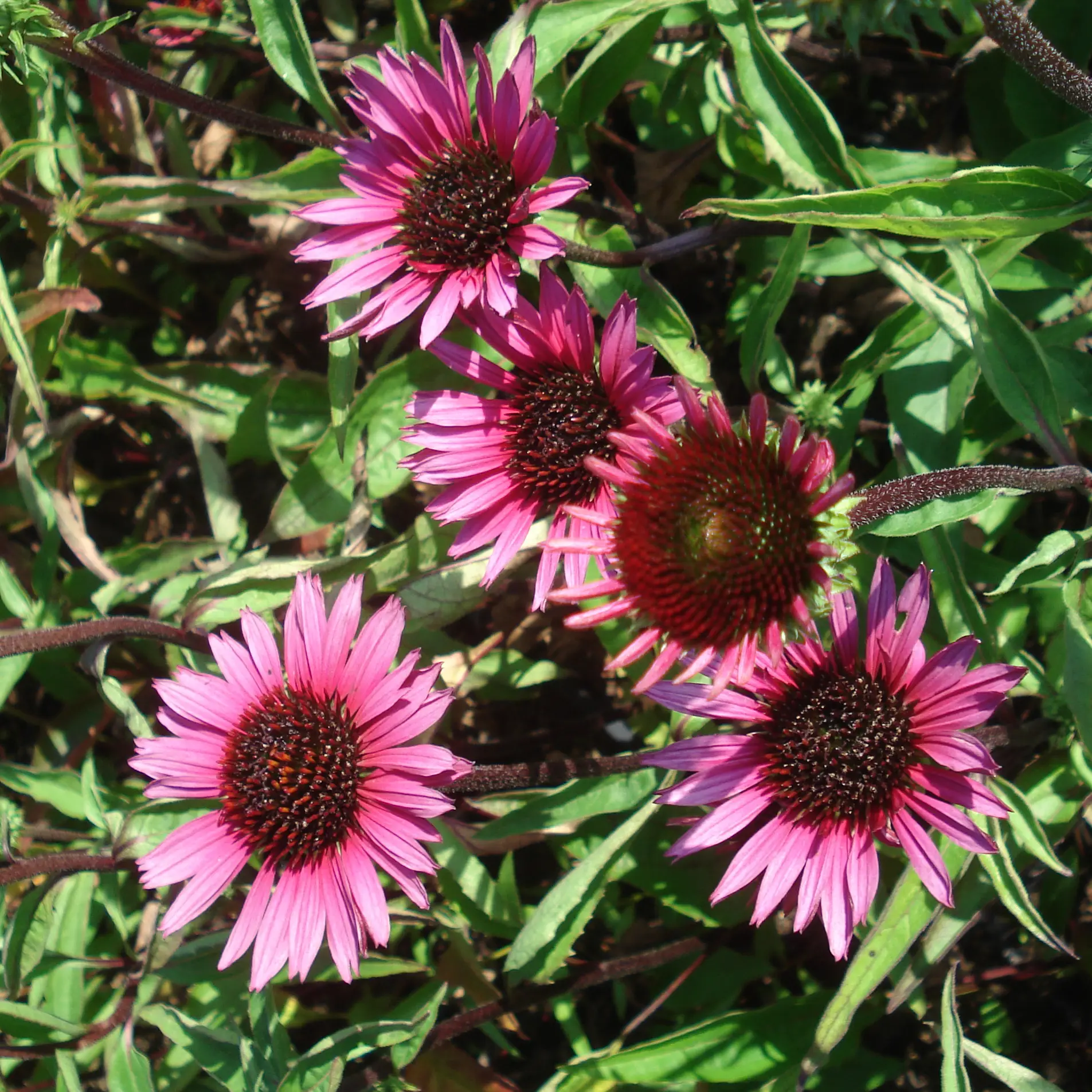 Echinacea purpurea Vintage Wine – Echinacée Godet de 8/9 cm