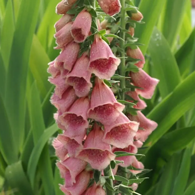 Digitale Mertonensis à fleurs Rose – feuillage Persistant – Godet – 5/20 cm- hauteur à maturité De 0,50 m à 1,00 m