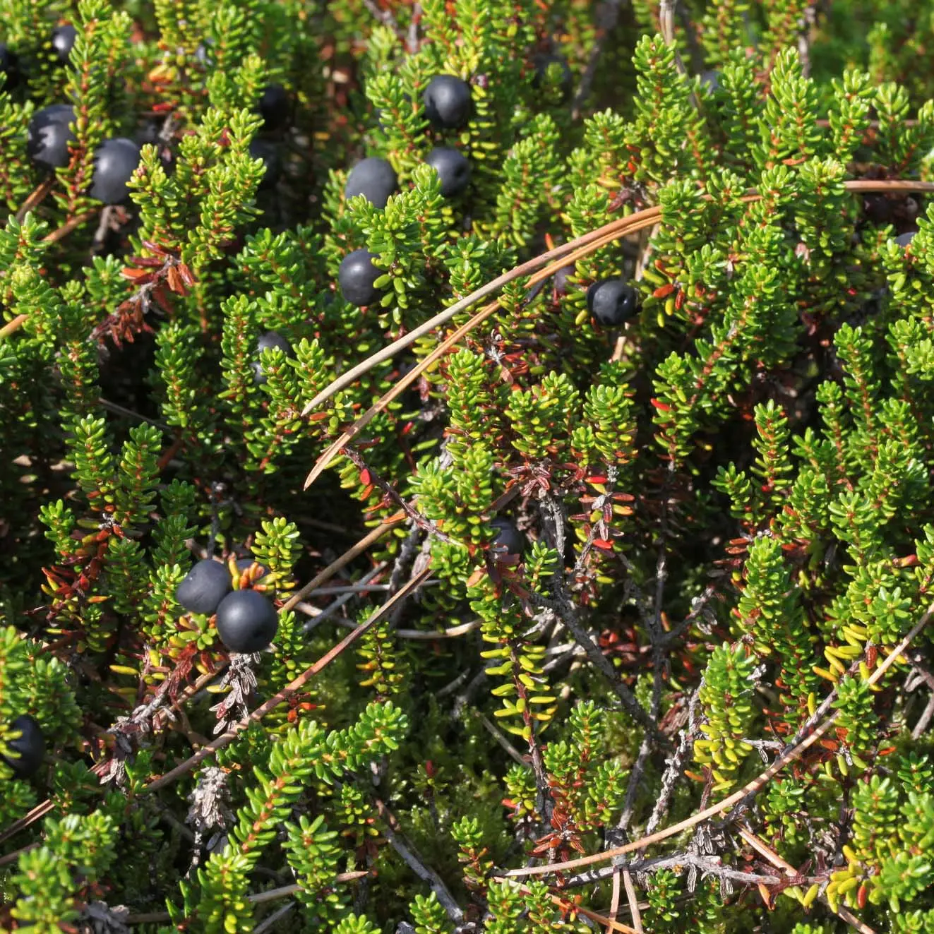 Empetrum nigrum – Camarine noire Pot de 10 cm/11cm