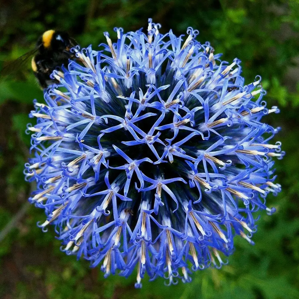 Echinops bannaticus Taplow Blue – Chardon boule Godet de 8/9 cm