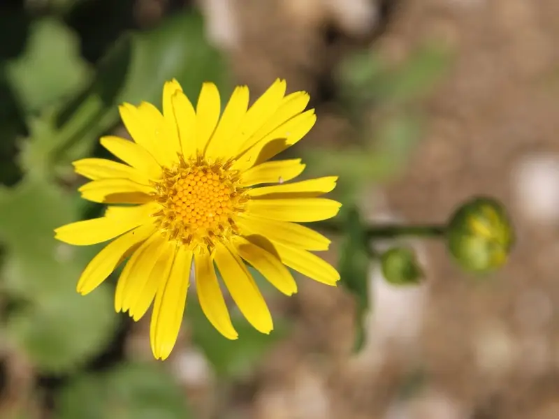 Doronicum orientale Little Leo – Doronic du Caucase Godet de 8/9 cm