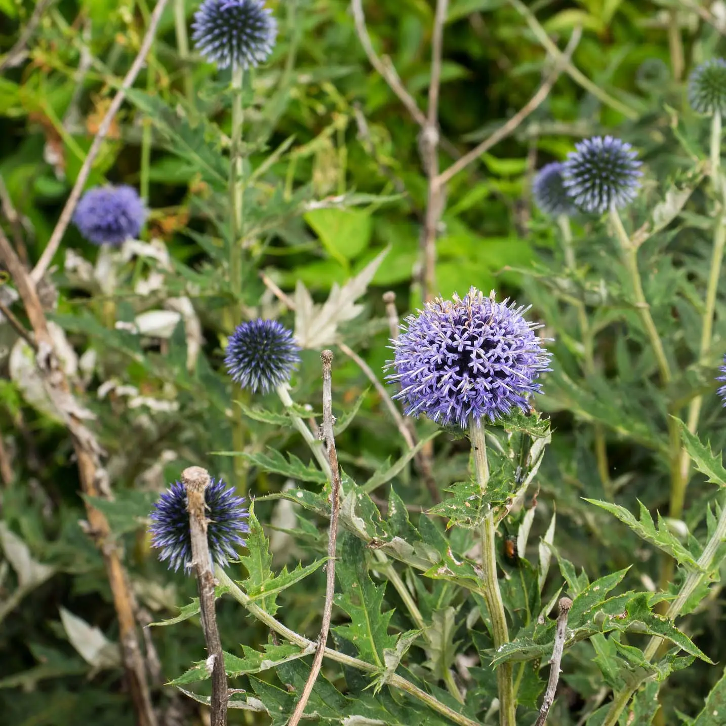 Echinops ritro Veitch’s Blue – Chardon boule Godet de 8/9 cm