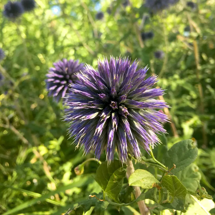 Echinops bannaticus Blue Glow – Boule azurée Godet de 8/9 cm