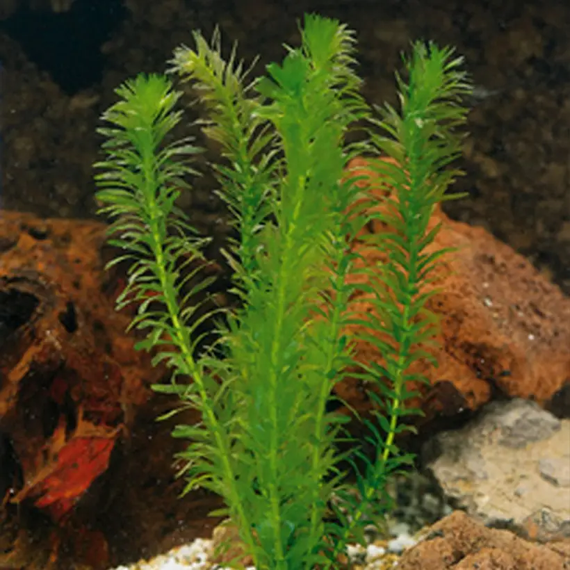 Elodea densa – Elodée dense Boîte, boite plastique 12cm