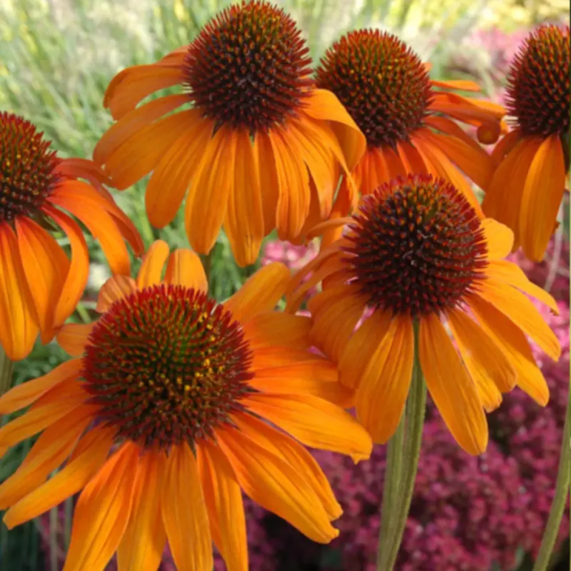 Échinacée Tiki Torch® à fleurs Orange – feuillage Caduc – Godet – 5/20 cm- hauteur à maturité De 0,50 m à 1,00 m