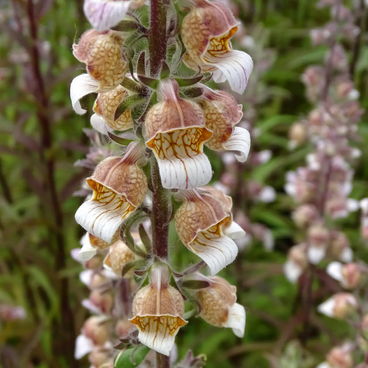 Digitale laineuse bicolore – Digitalis lanata Godet de 8/9 cm