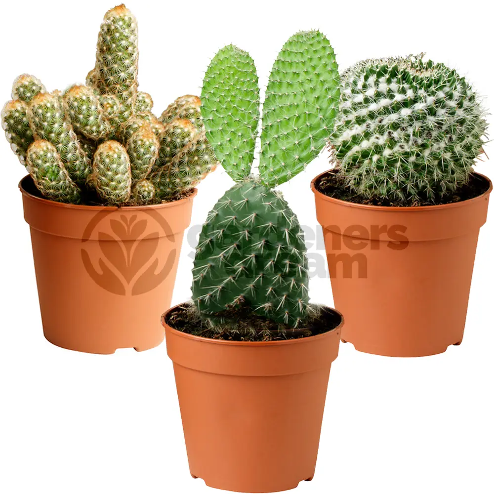 Ensemble Cactus Et Plantes Grasses Naturelles Gardenersdream – Assortiment De 3 Plantes Succulentes Naturelles – Idéal Pour Maisons Et Bureaux