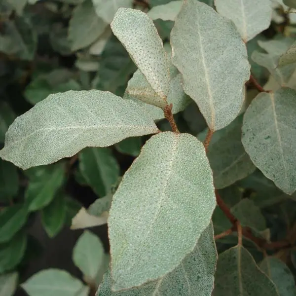 Elaeagnus ebbingei – Chalef de Ebbing Godet de 8/9 cm