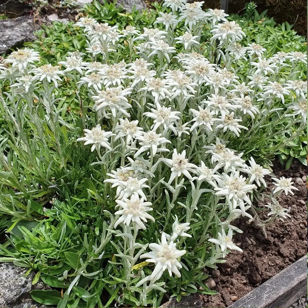 Edelweiss des Alpes à fleurs Blanche – feuillage Persistant – Godet – 5/20 cm- hauteur à maturité De 0,15 m à 0,50 m