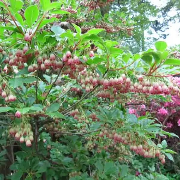 Enkianthus campanulatus – Andromède campanulée Pot de 2L/3L